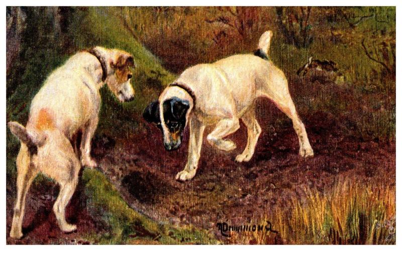 Dog  Tuck's no.9105  Sporting Dogs