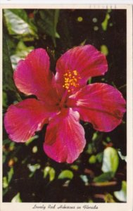 Florida Flowers Lovely Red Hibiscus 1962