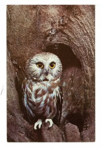 Birds - Saw-Whet Owl