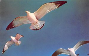 Graceful Seagulls Cape Inn Sea Gulls 1963 