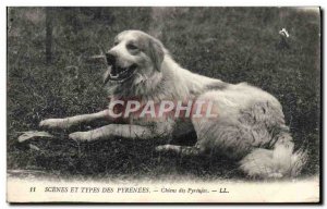 Old Postcard Scenes And Types Of Pyrenees Dog of the Pyrenees