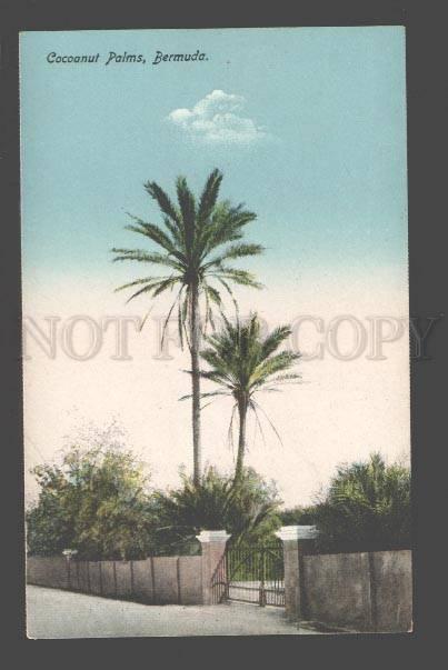 090314 BERMUDA Cocoanut Palms Vintage PC