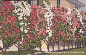 Florida Oleander Trees In Full Bloom 1946