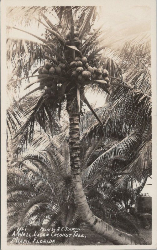 RPPC Postcard A Well Laden Coconut Tree Miami FL Florida