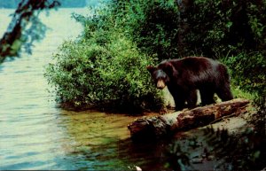 North Carolina Mount Mitchell State Park Native Bear