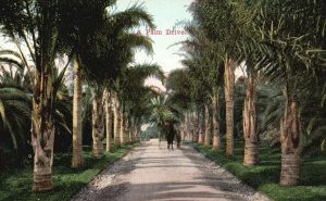 Vintage Postcard 1910's A Palm Drive Trees on The Road of Thousand Wonders Calif