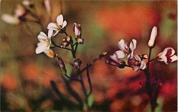 Spring Beauty (Dentaria Tenella), Chrome