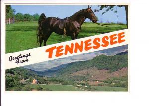 Greetings From Tennessee, Walking Horse