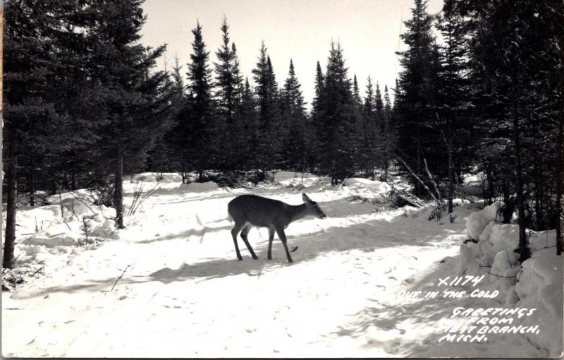 Michigan West Branch Deer Out In The Cold 1953 Real Photo