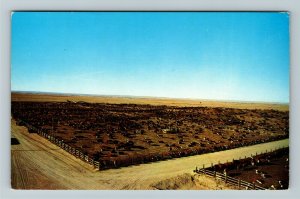Brush CO-Colorado, Large Cattle Feeding Lot, Panoramic View, Chrome Postcard