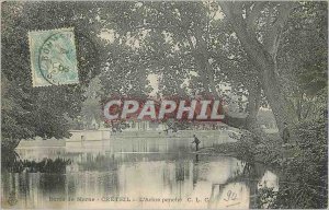 Old Postcard Bords de Marne Creteil Tree looks