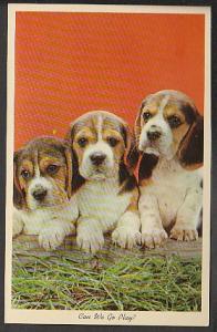Beagle Puppies (Dog) Post Card PPC421