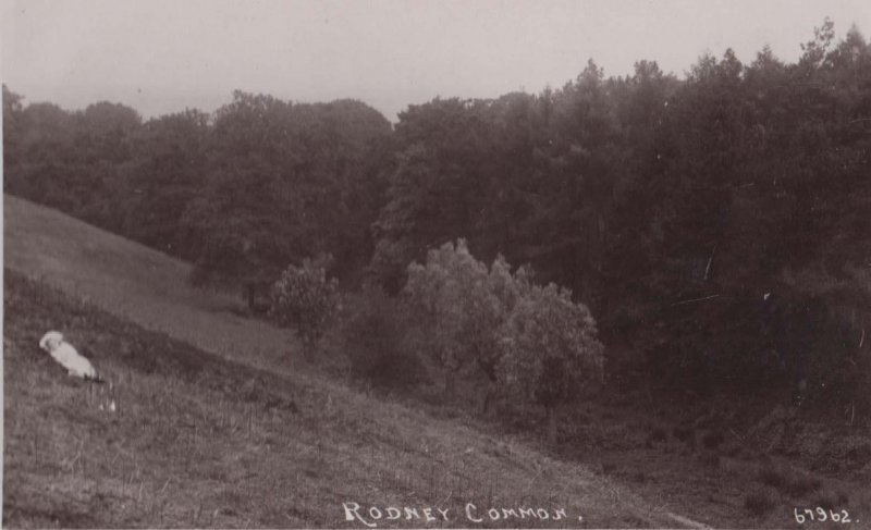 Rodney Common Baby Deserted Chelmsford Essex Old Real Photo Postcard