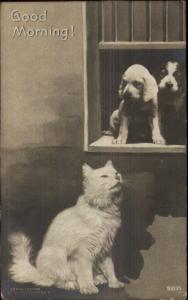Fluffy White Kitty Cat & Adorable Puppy Dogs in Window c1905 RPPC