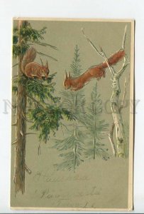 462246 SQUIRREL on Pine Tree EMBOSSED Vintage postcard 1907 year