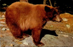 Bears American Black Bear