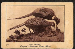 CHINA PHEASANT OREGON GREATEST GAME BIRD HUNTING GATES DPO POSTCARD 1908