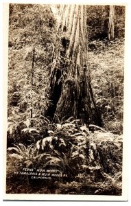 Ferns in Mt. Tamalpais and Muir Woods National Monument California RPPC Postcard