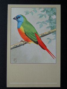 Bird Theme PINTAILED NONPAREIL c1950s Postcard by P. Sluis Series 2 No.19