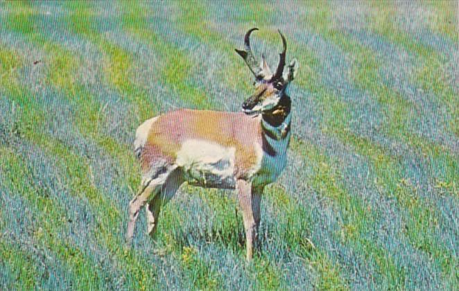 American Pronghorn Antelope Western South Dakota & Eastern Wyoming