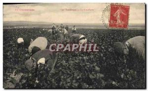 Old Postcard Folklore Wine Champagne Vineyard Harvest Gathering