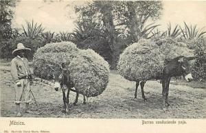 Mexico, Burros conduciendo paja, driving straw