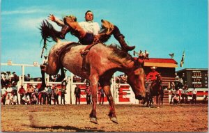 Calgary Alberta Calgary Stampede Rodeo Cowboy Bronc Riding Horse Postcard G99