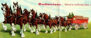 Vintage Double Sized Budweiser & Michelob 8 Horse Clydesdale Horses Postcard P20