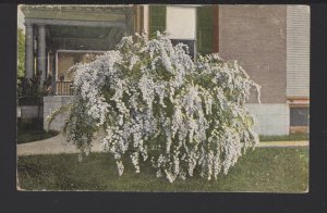 SPIREA VAN HOUTTE The habit of this Shrub is Pendulous yet upright ~ DB