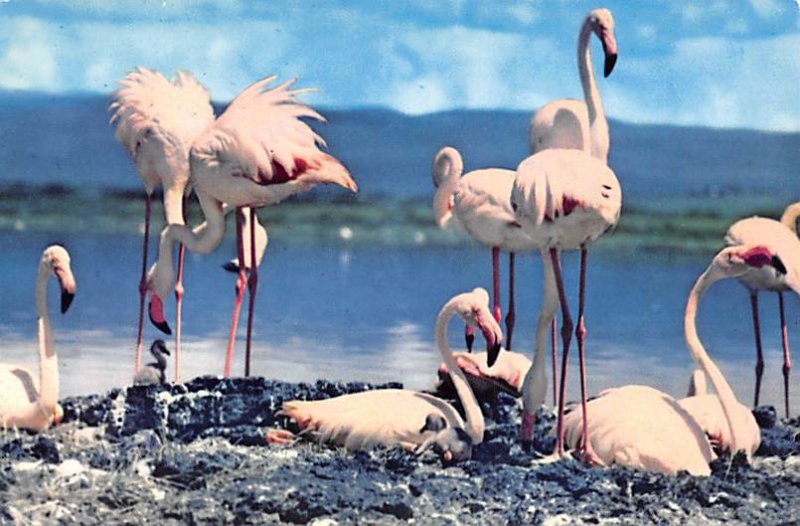 Flamingos Lake Nakuru-Kenya Flamingos Unused 