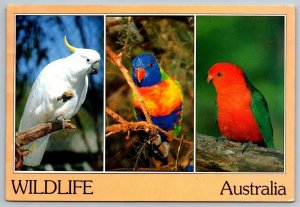 1994  Australia  Wildlife Birds  Cockatoo  Parrot  lorikeet   Postcard