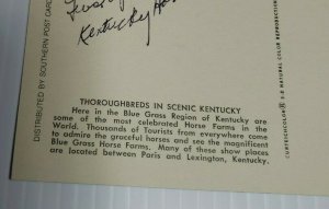 Vintage Postcard Kentucky Thoroughbred horses Paris Lexington Blue Grass 1988