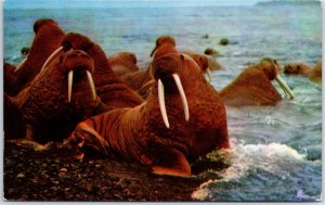 VINTAGE POSTCARD WALRUS IN ALASKA