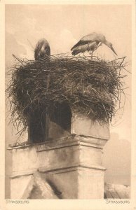 Stork birds nest in Strasbourg France postcard 1920s