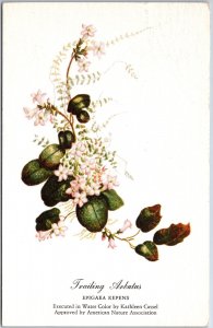 VINTAGE POSTCARD TRAILING ARBUTUS EPIGAEA REPENS WATER COLOR BY KATHLEEN CASSEL