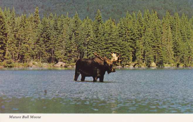 Mature Bull Moose - Moosehead Katahdin area of Maine