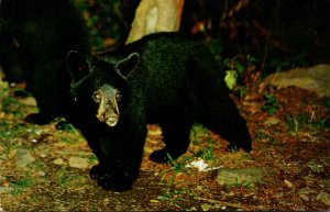 Native Black Bear Smoky Mountains National Park