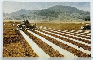 Farming Life Laying Mulch Paper Postcard J12