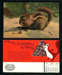 #721 Gray Squirrel, Chipmunk, Baby Fawn, Racoon, Black Bear Blue Ridge Parkway