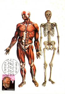 Stamps On Cards Transkei Andreas Vesalius Modern Anatomy