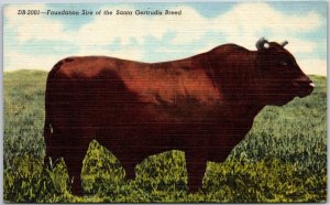 Kingsville Texas TX, Foundation Sire of Gertrudis Breed, Beef Cattle, Postcard