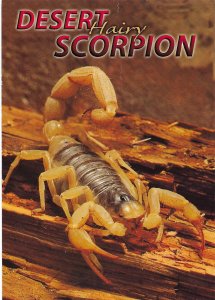 Giant Desert Hairy Scorpion Will Sting but Not Dangerous to Humans 4 by 6