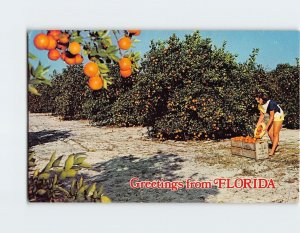 Postcard Luscious Florida Oranges Greetings from Florida USA