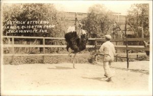 Jacksonville Florida FL Ostrich Attack Alligator Farm Real Photo Postcard