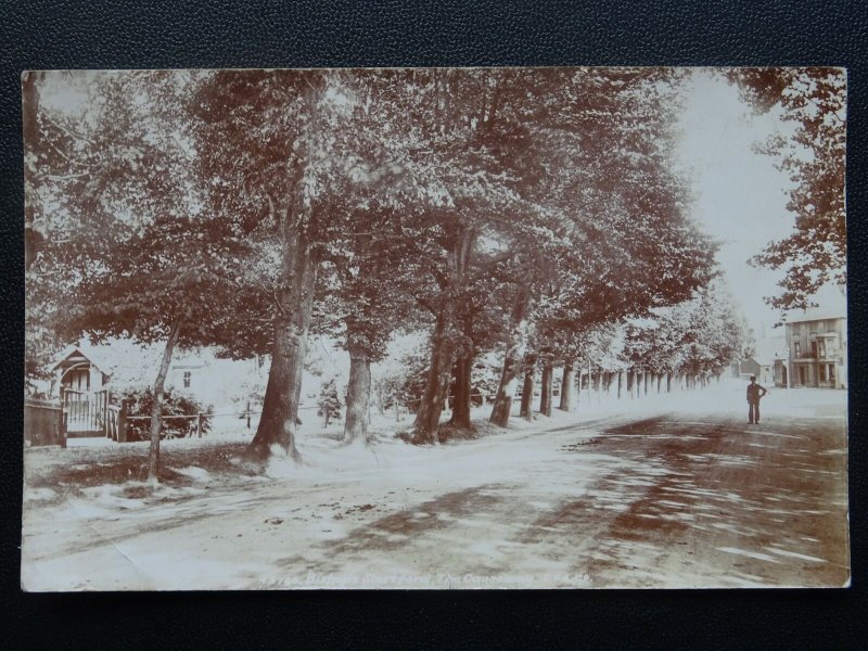 Hertfordshire BISHOPS STORTFORD The Causeway - Old RP Postcard by Frith