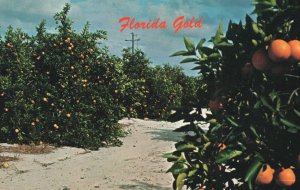 Vintage Postcard An Orange Grove In The Citrus Belt Florida's Gold Fruits Plants
