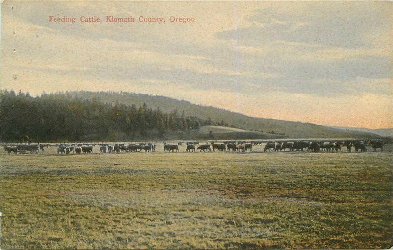 C-1910 Feeding Cattle Klamath County Oregon Drug Store # 12821 Postcard 6734