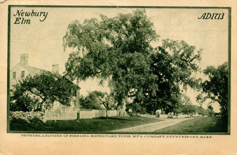 MA - Newburyport. Newbury Elm