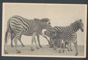 Ca 1940 PPC* ZEBRAS FROM FIELD MUSEUM OF NATURAL HISTORY REPRO MINT