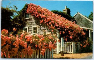 M-55516 Typical Cottage Scene with Roses in Full Bloom on Nantucket Massachus...